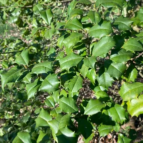 American Holly (Male) - Ilex opaca 'Jersey Knight'