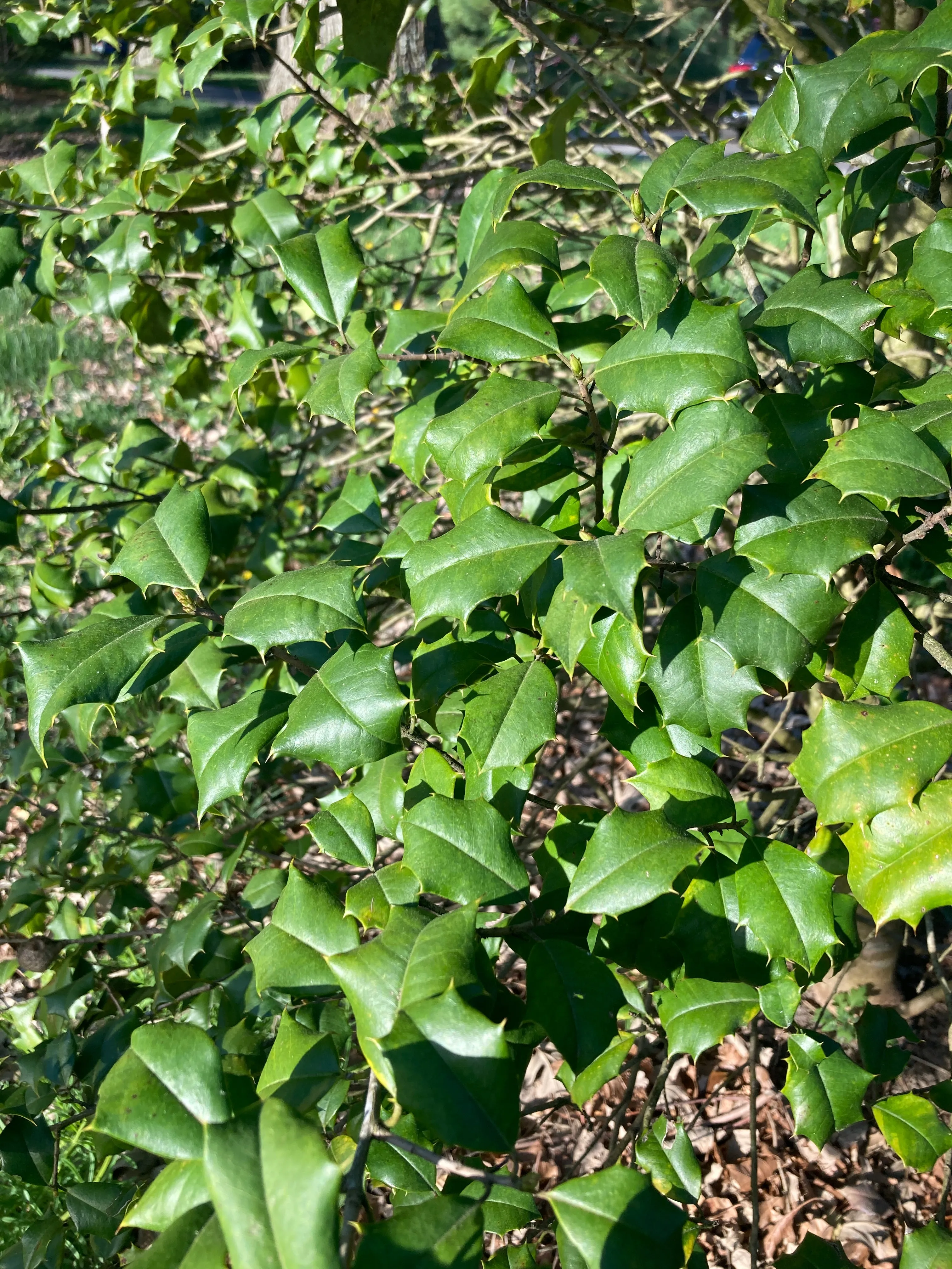 American Holly (Male) - Ilex opaca 'Jersey Knight'